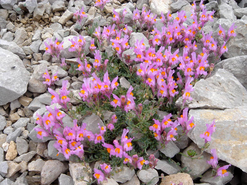 Linaria alpina ssp filicaulis photo